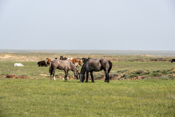 beautiful horses on green meadows in natural conditions on a spring day