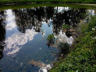The surface of the lake shows the sky and trees growing around the pond. Grassy banks of a small...