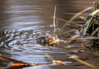 mating games of brown frogs in a swamp under natural conditions