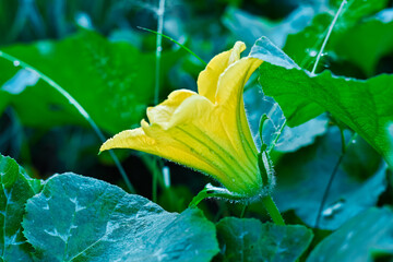 Fresh pumpkin flowers in the morning