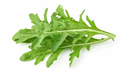 Arugula leaves on white isolated background