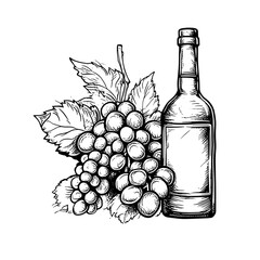Wine in bottle and branch of grapes. Food and drink. Black and white outline on white background. Hatching.