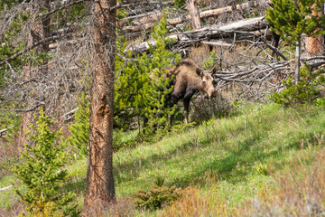 A Large Moose at The Wind River Range, Mountain range in Wyoming