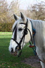 Fototapeta premium caballo
