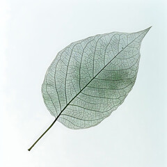 macro shot of green leaf veins on white backdrop
