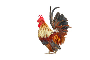 Bantam chicken isolated on transparent background png file