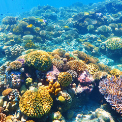 sea, underwater, water, coral, reef, fish, ocean, diving, tropical, nature, scuba, beach, snorkeling, travel, summer, marine, egypt, clear, blue, island, caribbean, dive, coral reef, sand, school