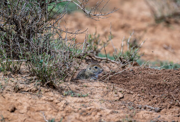 Naklejka na ściany i meble steppe gray ground squirrel in natural conditions on a spring day
