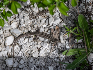 steppe lizard in natural conditions on a spring day