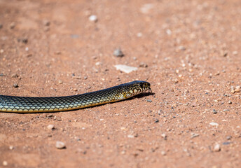 a snake warms itself on a red field road with its tongue hanging out on a spring day