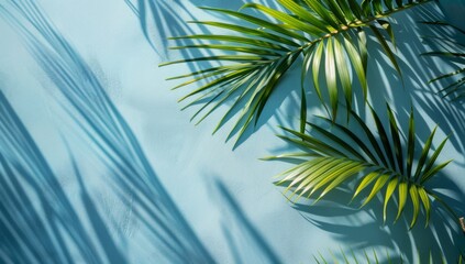 Beautiful palm tree leaves with shadow on blue background
