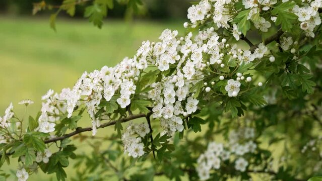 White flowers of bloomy hawthorn on a spring tree branch. Crataegus monogyna