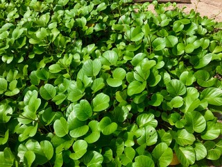 close up view of Pond covered by green leaves