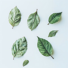 minimalistic concept of tree leaves on white surface - obrazy, fototapety, plakaty