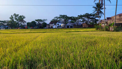 beautiful views or landscape of rice fields with yellowing rice field in rural Indonesia with clear...
