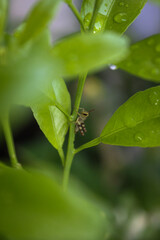 Selective focus of a small grasshopper climbing up a plant stalk looking for leaves and camouflaging among the leaf tips in the garden during the day with blurred backgorund