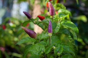 selective focus of colorful red orange purple chili trees bearing lots of fruit, outdoor in the garden