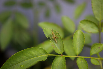 Selective focus of a small grasshopper climbing up a plant stalk looking for leaves and...