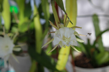 Obraz premium selective focus of a small bee trying to suck the nectar of the white wijaya kusuma or fishbone cactus or ric rac orchid cactus or Epiphyllum anguliger flowers in the garden outside the house