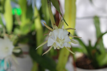 selective focus of a small bee trying to suck the nectar of the white wijaya kusuma or fishbone cactus or ric rac orchid cactus or Epiphyllum anguliger flowers in the garden outside the house