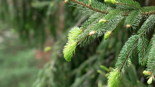 Beautiful young spruce needles in a spring wild ecological coniferous forest close up