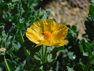 Yellow horned poppy or glaucium flavum flower, and a honey bee