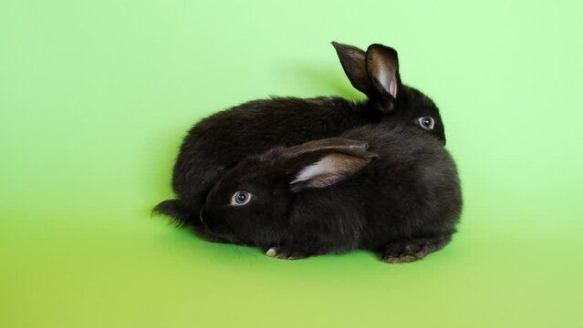 Two little black rabbits sniff each other isolated on a green chroma key background. Hare is a symbol of 2023 year by an eastern calendar. Cute pet. Holiday gift for Christmas, New Year or Easter. 4K