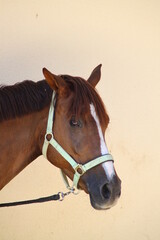 Fototapeta premium caballo