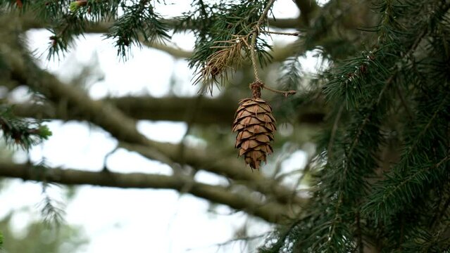 Single Douglas fir cone on a Pseudotsuga menziesii tree. Oregon pine spring branches