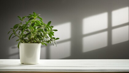 plant in a window, White desk of free space, wall with shadows, texture, background, Ai Generate