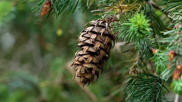 Beautiful ecological view of Douglas fir cone of Oregon pine tree with fresh green coniferous needles in mountain forest