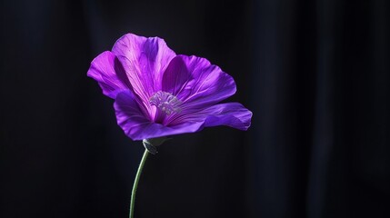 A single neon purple flower in full bloom dramatically lit to enhance its unique color and form in a shadowy environment