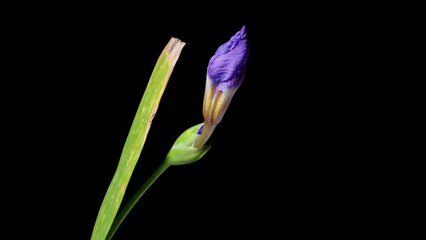 Time lapse of growing blue iris flower from bud to full blossom to withering. Spring flower iris blooming isolated on black background, 4k close up view video studio shot.