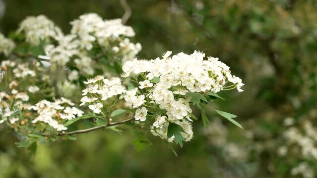 Hawthorn tree blossoming branch with white flowers on a thornapple vegetation. Crataegus of family Rosaceae
