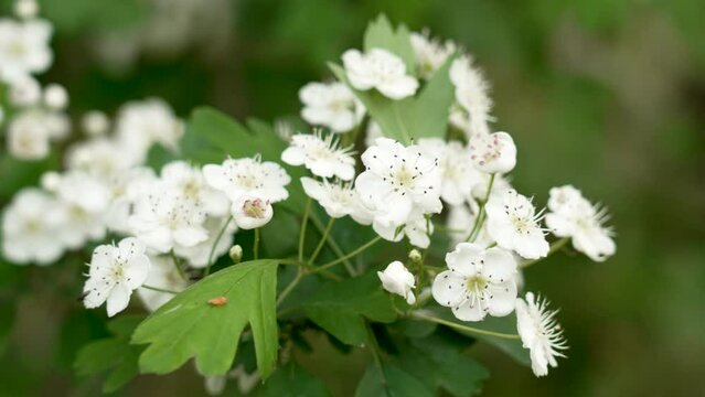Wild white Hawthorn blossom with beautiful flowers on a whitethorn tree. Crataegus of family Rosaceae