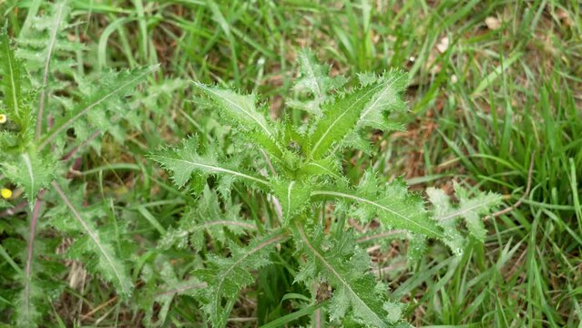 Spiny sow thistle plant (Sonchus asper) swaying with prickly green leaves on wild forest meadow