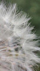 dandelion seed head