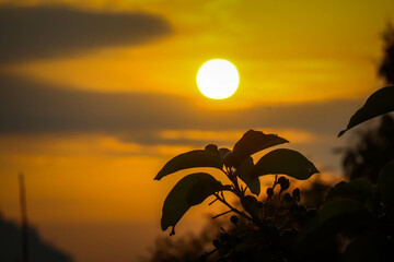 Beautiful strong sunrise with plant