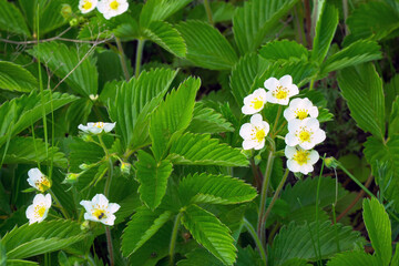 White strawberry flowers on a garden bed