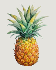 Pineapple watercolor sketch, isolated on light gray background.