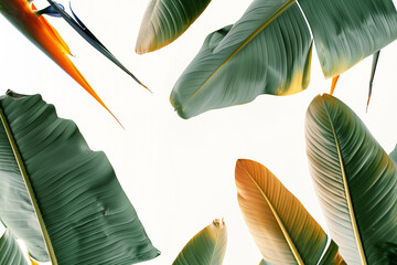 exquisite close-up photo of the Strelitzia birds of paradise, a rare and endangered plant species, meticulously captured in sharp focus against a minimalist white backdrop, highlig - obrazy, fototapety, plakaty