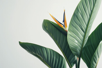 exquisite close-up photo of the Strelitzia birds of paradise, a rare and endangered plant species, meticulously captured in sharp focus against a minimalist white backdrop, highlig
