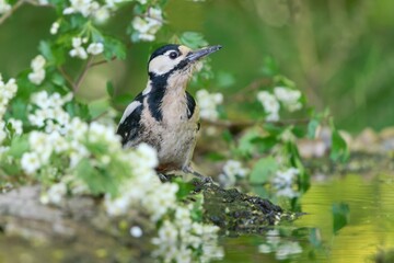 Beautiful portrait of A Great spotted woodpecker. Wildlife scene from nature. Dendrocopos major
