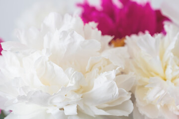 close-up photo of flowers white and pink peonies	
