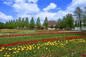 チューリップ咲く滋賀農業公園ブルーメの丘