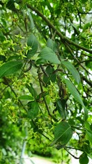 Obraz premium Caterpillars 