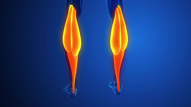 Pain and injury in the Gastrocnemius Muscles