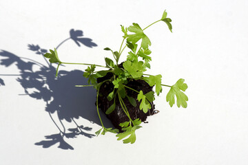 Closeup young Celery, Apium graveolens rooted in a block of soil on a white background. Family...