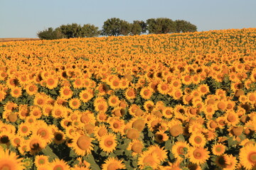 Fototapeta premium campo de girasoles