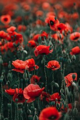 Poppy field closeup depicting the impact of war. Symbol of remembrance